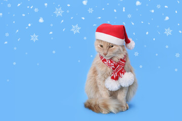 Cat Santa Claus. Red cat wearing Santa Claus xmas red cap on a blue background. Santa's helper. Merry Christmas. Greeting card Happy New Year 2024. Ginger Cat looking at camera. Snowflake. Snow. 