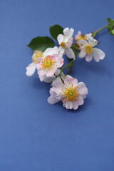 Flowers on blue background