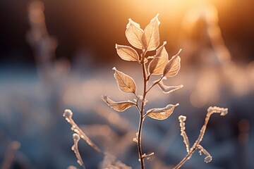 snow on the leaves with magic golden light