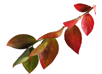 Blueberry branch, colorful leaves from close distance, isolated from the background