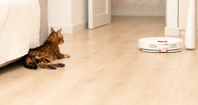 Pets concept. A beautiful, playful, leopard cat, Bengal breed, lies funny, looks out from behind the door and watches a white robot vacuum cleaner cleaning in a home interior.