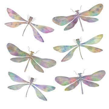 Set of watercolor dragonflies isolated on a white background, multi-colored insects for design and printing