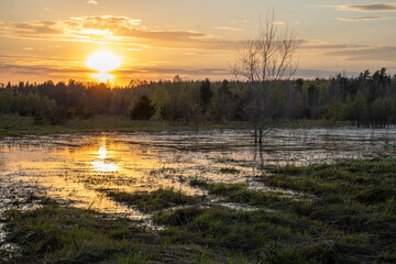 Wetland area. evening landscape, sunset over the swamp. Early spring. - obrazy, fototapety, plakaty