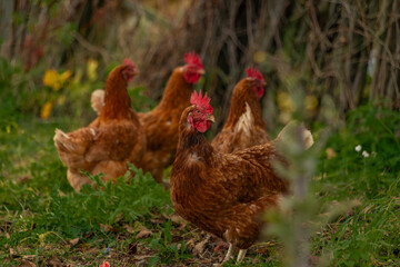 Hens and cock on green grass in autumn fresh color day