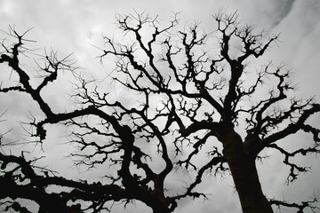 Fototapeta premium Monochrome photo of cloudy sky and leafless tree