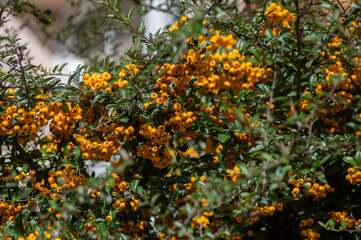 Pyracantha coccinea sunny star scarlet red firethorn ornamental shrub, orange group of fruits hanging on autumnal shrub