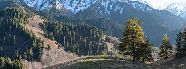Wide panorama of wooded mountain area with coniferous trees in the evening sun in the foreground with forested mountain slopes and snow-capped peaks in the distance