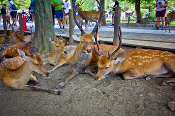 deer family in nara park in japan
