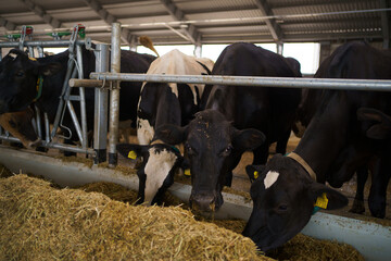 Cows on a diary farm eating. Cattle of cows