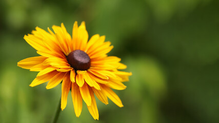 Close up large flower of red and yellow daisy. Blooming rudbeckia Black-eyed Susan in the summer garden. Rudbeckia Hirta. Wild flower in nature. Beautiful yellow flower. Floral background. 