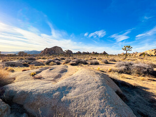 Desert Scene with Joshua Tree During Day