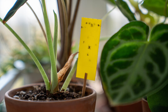 Fungus gnats stuck on yellow sticky trap closeup. Non-toxic flypaper for Sciaridae insect pests around Alocasia houseplant at home garden. Eco plant pest control indoor. 