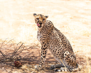 Senior female cheetah sitting in the shade licking her lips and staring with lazy expression during a sunny morning, Cheetah Conservation Fund reserve, Otjiwarongo, Namibia