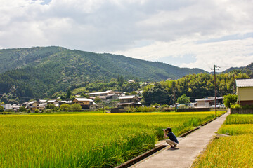 view of rice fields in the mountains during summer in japan
