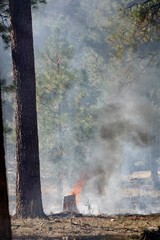 A wildfire with smoke contained but still burning in a forest.