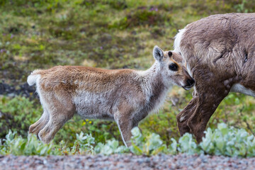 Cute baby reindeer grazing beside a road with other reindeers