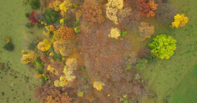 fall leaf colors