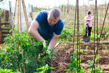 Young adult man tending and cultivating garden at homestead, inspecting tomato plants