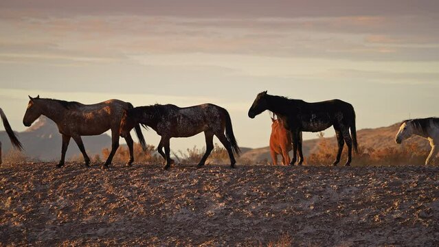 Wild horse following each other through the desert near watering hole during golden hour in Utah.