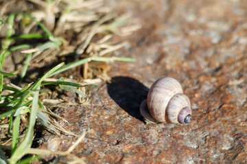 Pomatia elegans su porfido al sole.