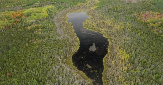a view of a lake in the forest