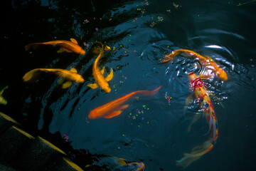 japanese koi carpe in a river
