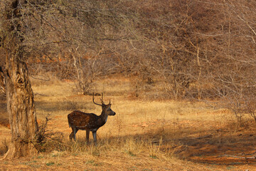The spotted deer, or chital, is the most common deer species in Indian forests. Ranthambore National Park Rajasthan India