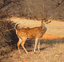 The spotted deer, or chital, is the most common deer species in Indian forests. Ranthambore National Park Rajasthan India