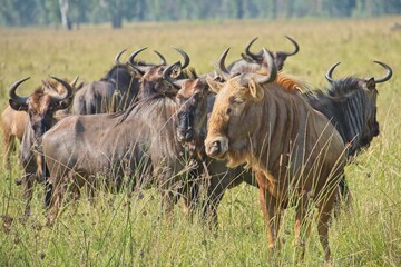 Golden Wildebeest or Gnu standing with a group of Blue Wildebeest