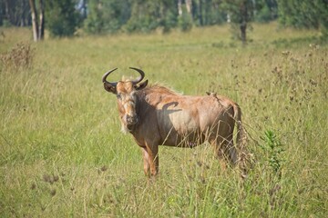 Naklejka na ściany i meble Golden wildebeest or gnu in the middle of a field of long grass