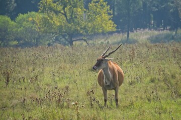 Naklejka na ściany i meble An eland cow standing alone in a field, looking to one side