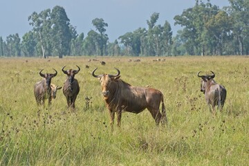 Naklejka na ściany i meble Golden wildebeest (gnu) in a lush green field with blue wildebeest