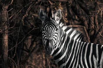 Fototapeta na wymiar Zebra in South Africa Kruger Park