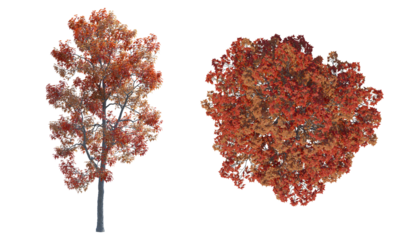 Trident Maple autumn top view front view png alpha channel