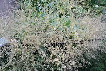 An unusual creeping bush with dried stems and inflorescences. Crambe maritima.Floral wallpaper.