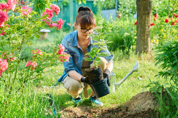 Woman transplanting hydrangea from pot in soil, using garden shovel