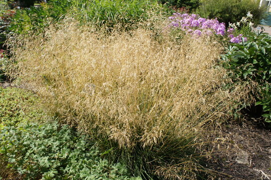 A cereal with long thin dry inflorescences. Deschampsia cespitosa Palava on a garden bed on a sunny summer day. Floral wallpaper.