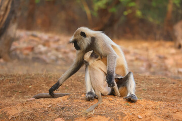 The bonnet macaque Macaca radiata also known as zati is a species of macaque endemic to southern India. Its distribution is limited by the Indian Ocean on three sides and the Godavari and Tapti rivers