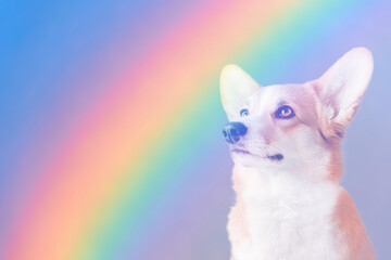 Close-up portrait of Welsh Corgi dog on rainbow background. Rainbow Bridge Remembrance Day Dog and rainbow