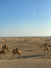 Fototapeta na wymiar herd of camels walking across a desert
