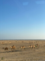 Fototapeta na wymiar camels walking across the desert, blue sky for background