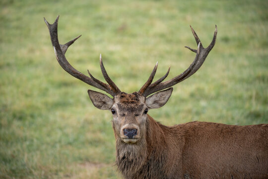 Red deer with large antlers