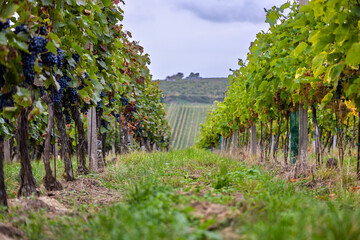 Fototapeta premium Vineyard Reverie: Low-Angle Perspective