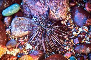 Sea urchin between small and large colorful wet rocks
