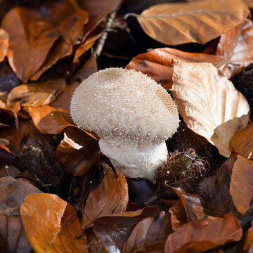 Common puffball fungi amongst brown autumn leaves
