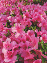 Beautiful Japanese pink Azalea flowers cut into a dense shrubbery. Full in bloom in may, springtime. Background full of flowers. 