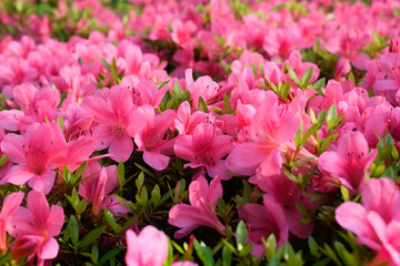 Beautiful Japanese pink Azalea flowers cut into a dense shrubbery. Full in bloom in may, springtime. Background full of flowers. 