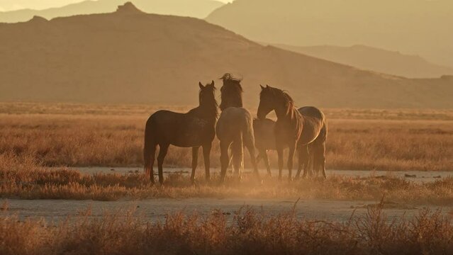 Group of wild horses standing together in the golden landscape at sunset in the Utah desert.