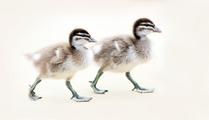 Two baby ducklings or duck chicks with fluffy feathers walking along a beach in shallow focus