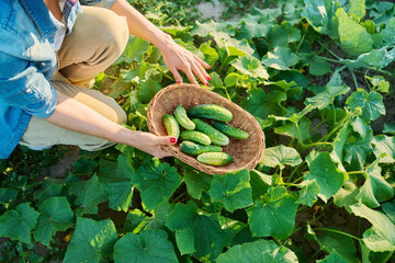 Woman plucking ground cucumbers into basket, from an open bed in vegetable garden